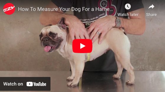 French Bulldog Harnesses: The Ultimate Guide (Perfect Fit) how to measure your Frenchie for a harness Top Frenchie