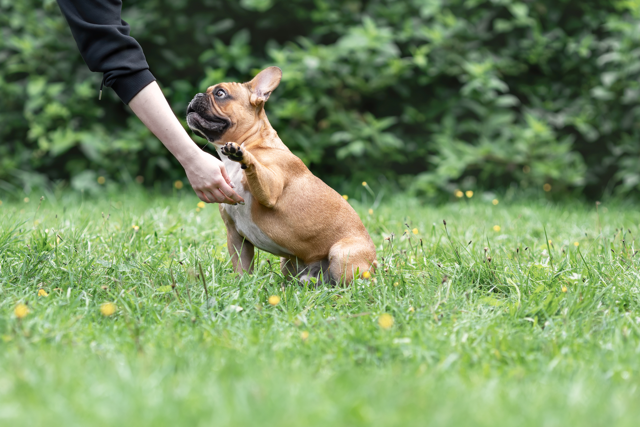 An In-Depth Guide to the Frenchton Dog Breed French Bulldog Training Tips Techniques