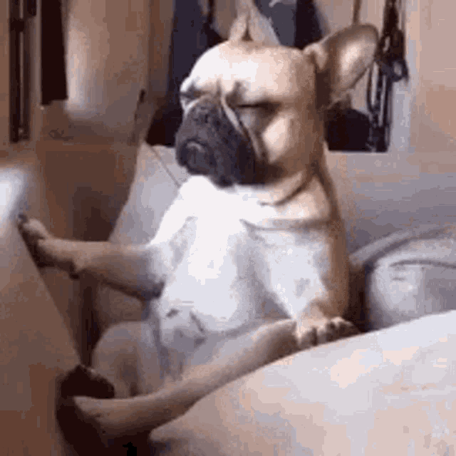 French Bulldog Exercise: How Much Does Your Frenchie Need? Couch Potato Frenchie