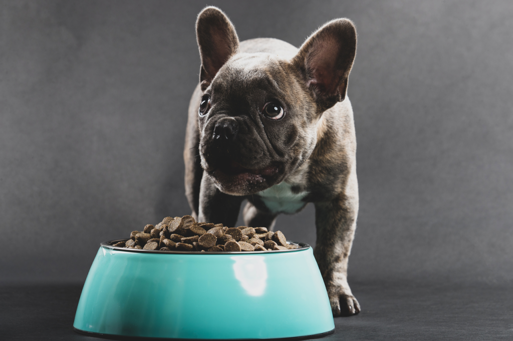 A bowl of dog food with a French Bulldog in the background