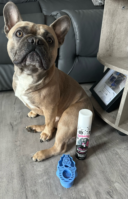 Review Of Bugalugs Dry Shampoo: For French Bulldogs Bugalugs Dry Shampoo - Louis V Approves!