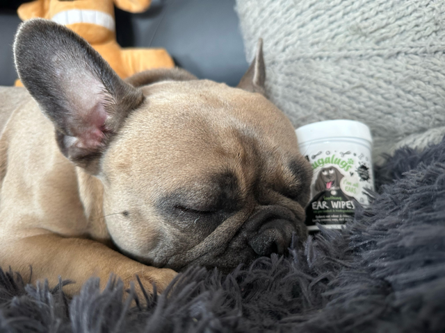Bugalugs Ear Wipes & Eye Wipes Review - Top Frenchie