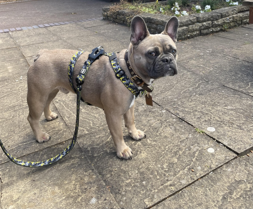 Top 3 French Bulldog Harnesses: Secure, Stylish & Safe Bully Billows Mini Tri Harness - Top Frenchie