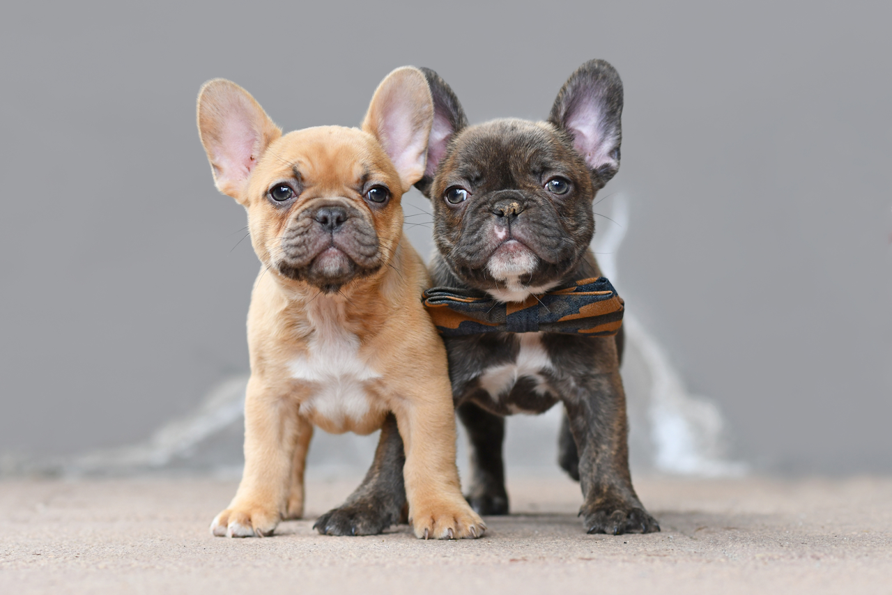 Choosing the Perfect French Bulldog Puppy - Top Frenchie