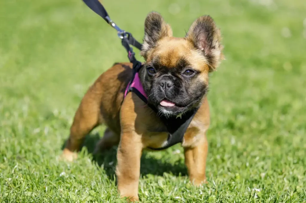 Do French Bulldogs Shed? Expert Tips to Manage Their Shedding! Fluffy Frenchie Breed Guide - Top Frenchie