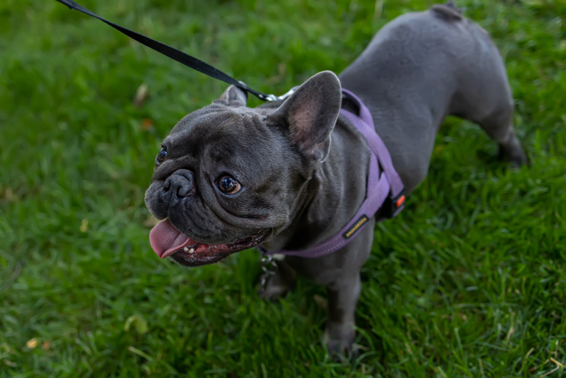 French Bulldog Exercise: How Much Does Your Frenchie Need? French Bulldog Exercise - Topfrenchie
