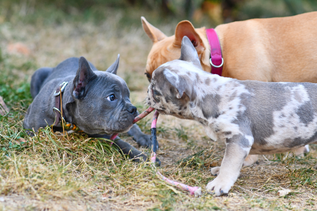 Choosing the Perfect French Bulldog Puppy: Expert Guide French Bulldog Socialization & temperment - Top Frenchie