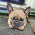Louis V The Frenchie - Top Frenchie