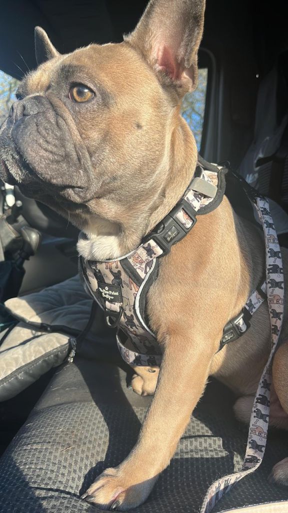 Top 3 French Bulldog Harnesses: Secure, Stylish & Safe Paw Print Boutique French Bulldog Big Dawg Harness 2 - Top Frenchie