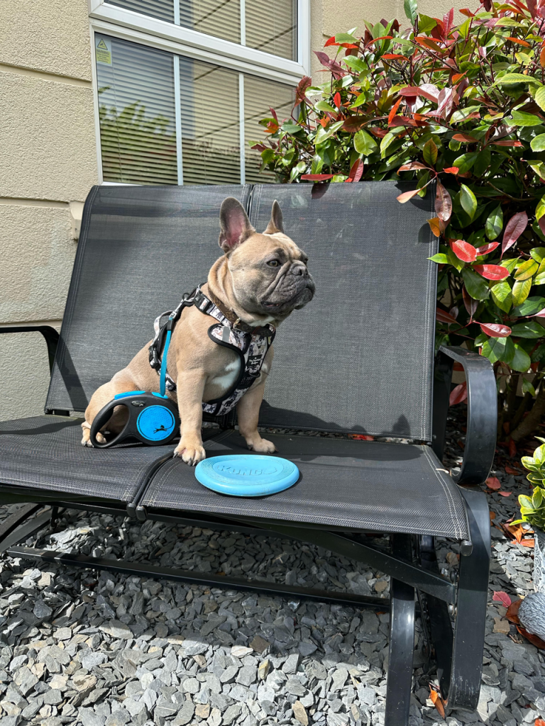 Paw Print Boutique French Bulldog Big Dawg Harness - Top Frenchie
