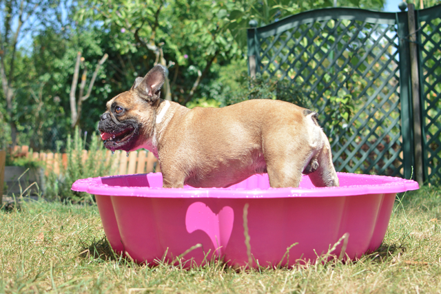 French Bulldog Exercise: How Much Does Your Frenchie Need? Safe Water Play for Frenchies