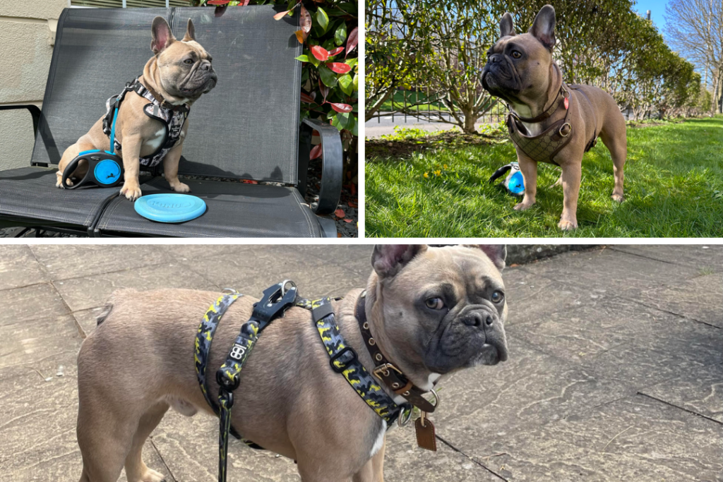 Top 3 French Bulldog Harnesses - Top Frenchie