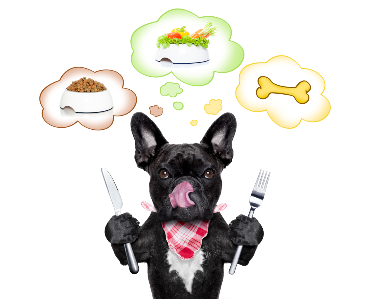 Foods Your French Bulldog Can and Can't Eat