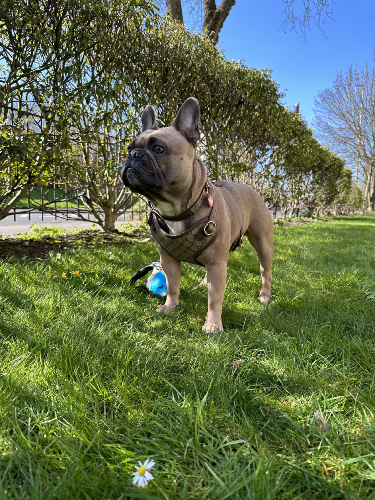 Top 3 French Bulldog Harnesses: Secure, Stylish & Safe Treats Doggy Style Pucci Harness 2 - Top Frenchie