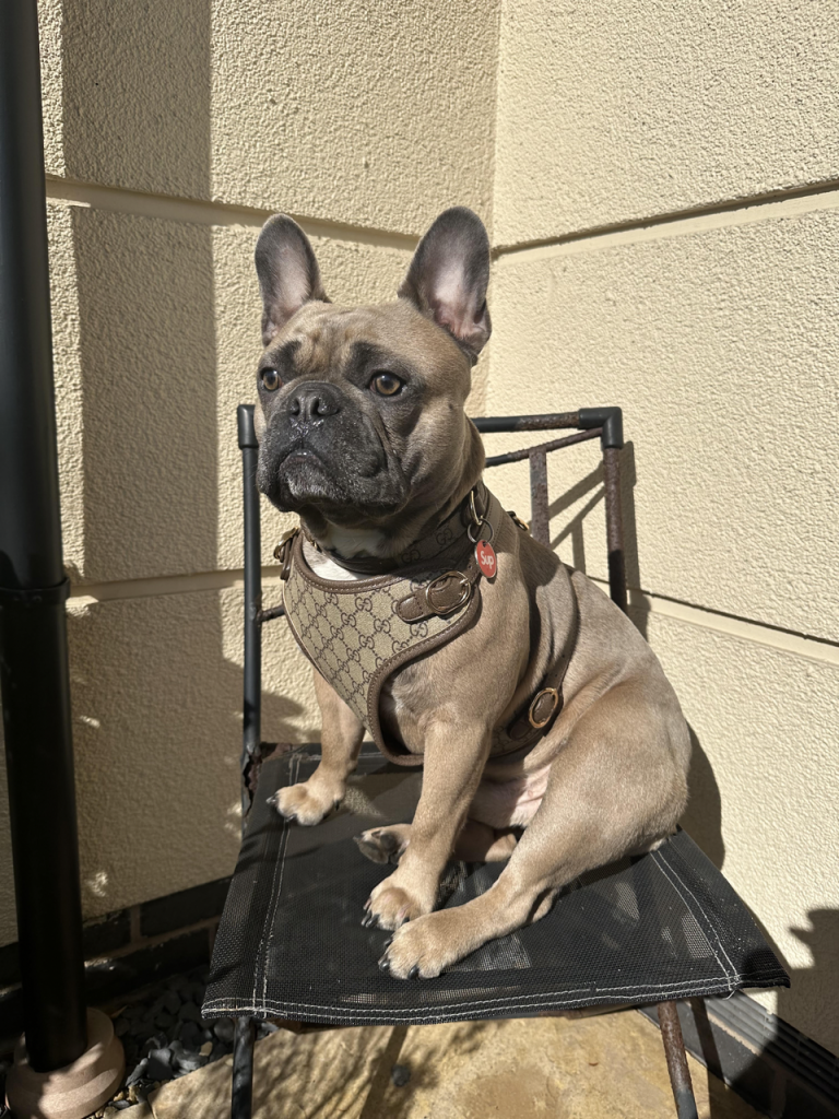 Top 3 French Bulldog Harnesses: Secure, Stylish & Safe Treats Doggy Style Pucci Harness - Top Frenchie