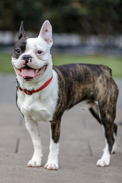 An In-Depth Guide to the Frenchton Dog Breed Adult Male Frenchton - Top Frenchie