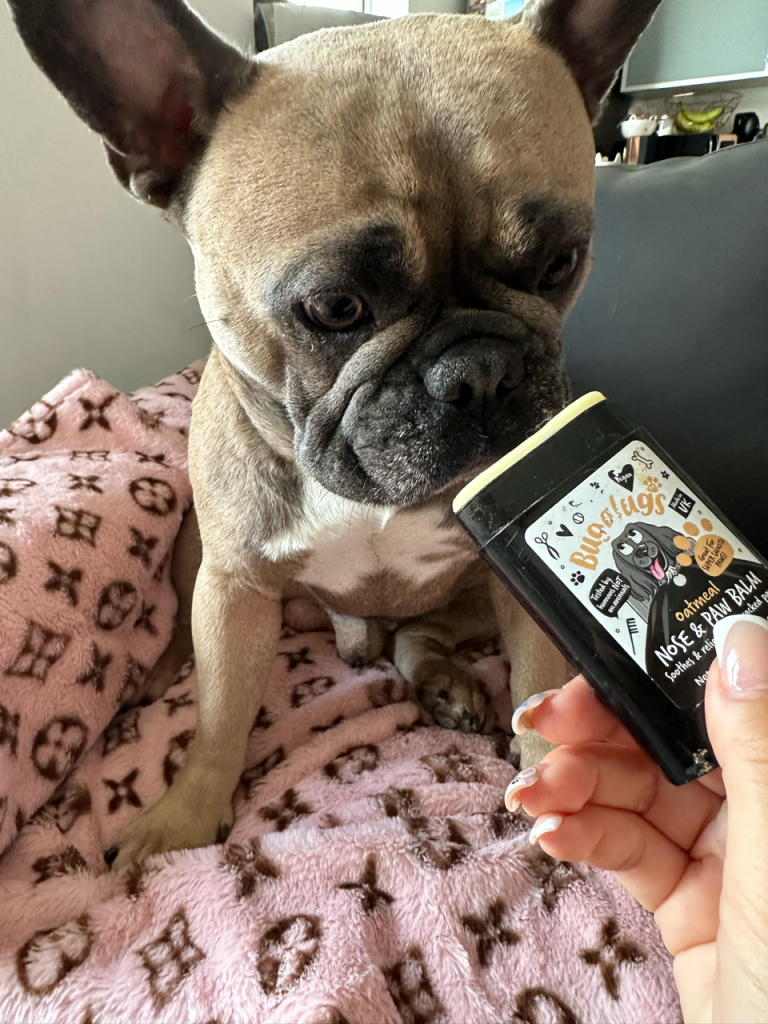 Bugalugs Nose & Paw Balm Review - Louis V Checking It Out Top Frenchie