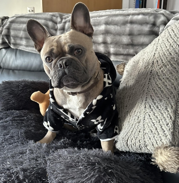 Bugalugs One in a Million Shampoo - Louis V Stylish - Top Frenchie