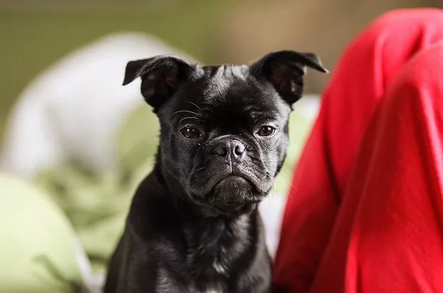 Cute Frug - Top Frenchie