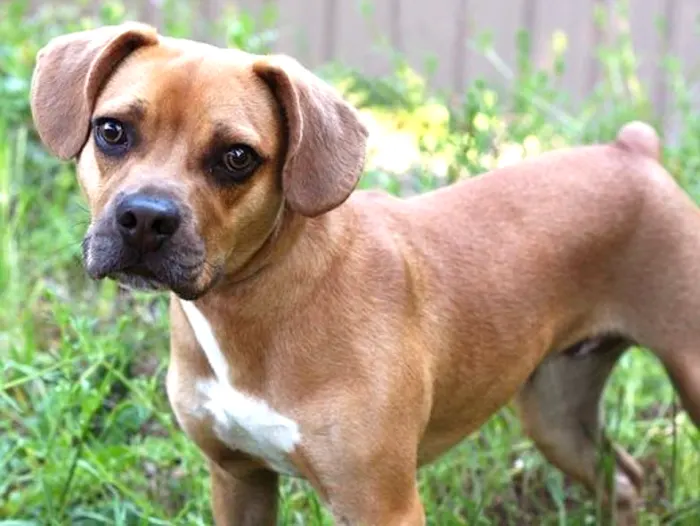 An Extensive Guide to French Bulldog Mixes (Top 15 Mixes) Frengle or Freagle - French Bulldog and Beagle Mix - Top Frenchie.