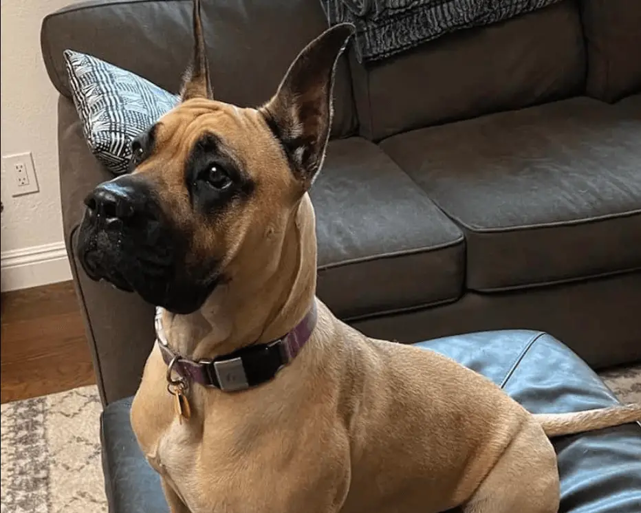 An Extensive Guide to French Bulldog Mixes (Top 15 Mixes) French Bull Dane - French Bulldog & Great Dane - Top Frenchie