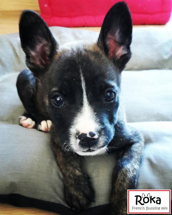 An Extensive Guide to French Bulldog Mixes (Top 15 Mixes) French Bulldog & Jack Russell Terrier Mix - Top Frenchie