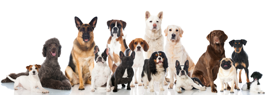French Bulldog Mixes - Factor to Consider - Top Frenchie