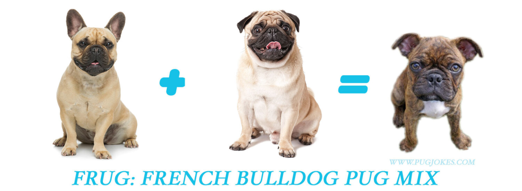 Meet the Frug: The Adorable French Bulldog-Pug Mix French Bulldog plus Pug equals Frug - Top Frenchie
