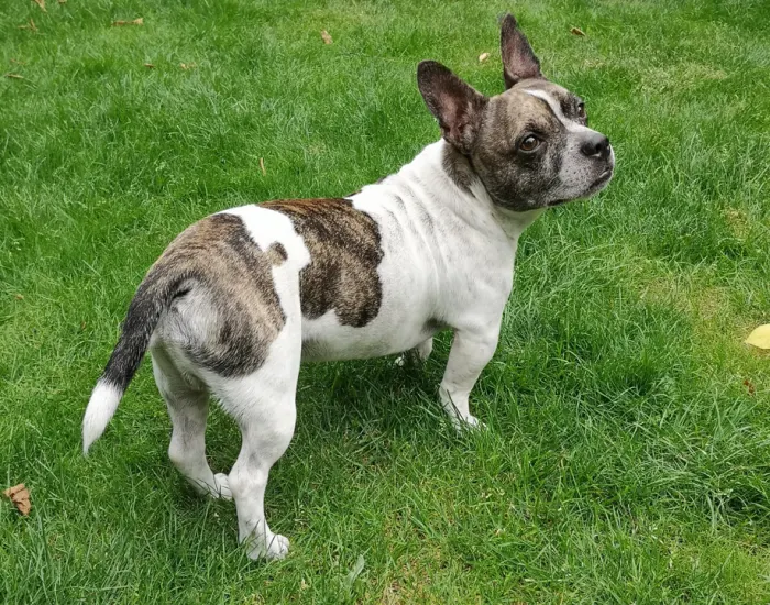 The Ultimate Guide to The Chihuahua French Bulldog Mix French Bullhuahua - French Bulldog and Chihuahua Mix - Top Frenchie