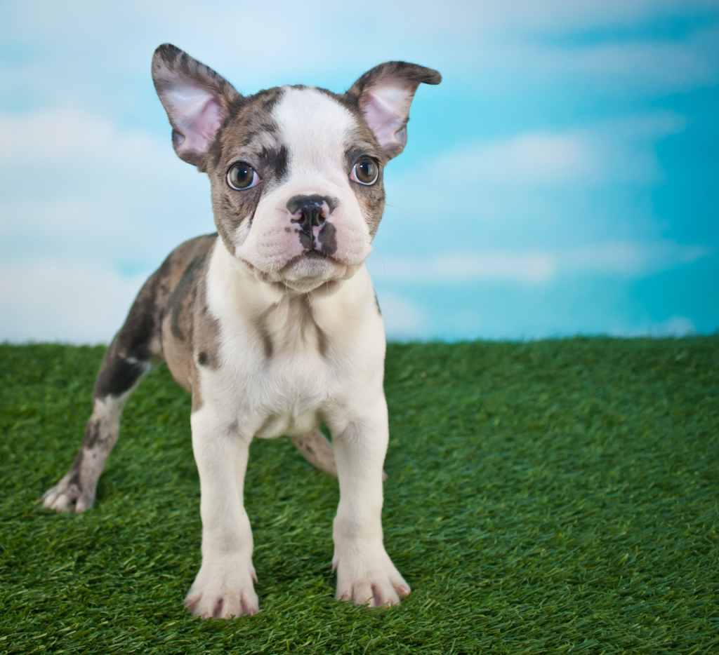 Frenchton Puppy - Rare Color - Topfrenchie