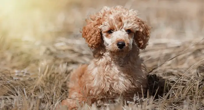 An Extensive Guide to French Bulldog Mixes (Top 15 Mixes) Froodle - French Bulldog and Poodle Mix - Top Frenchie