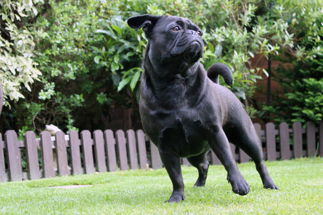 An Extensive Guide to French Bulldog Mixes (Top 15 Mixes) Frug - French Bulldog and Pug Mix - Top Frenchie
