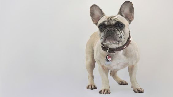 Meet the Frug: The Adorable French Bulldog-Pug Mix White Frug - Top Frenchie