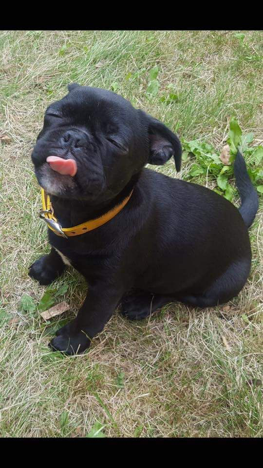 Meet the Frug: The Adorable French Bulldog-Pug Mix Funny Frug - Top Frenchie