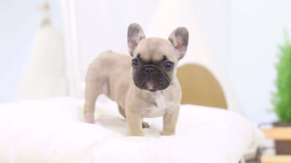 Mini French Bulldog - Cream - Top Frenchie Thumbnail