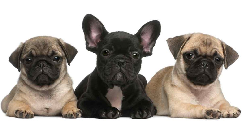 Meet the Frug: The Adorable French Bulldog-Pug Mix Pug vs Frenchie - Top Frenchie