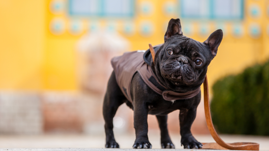 Rare Black French Bulldog Color - Top Frenchie
