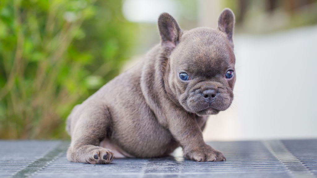 Blue French Bulldog - Rare Color - Top Frenchie
