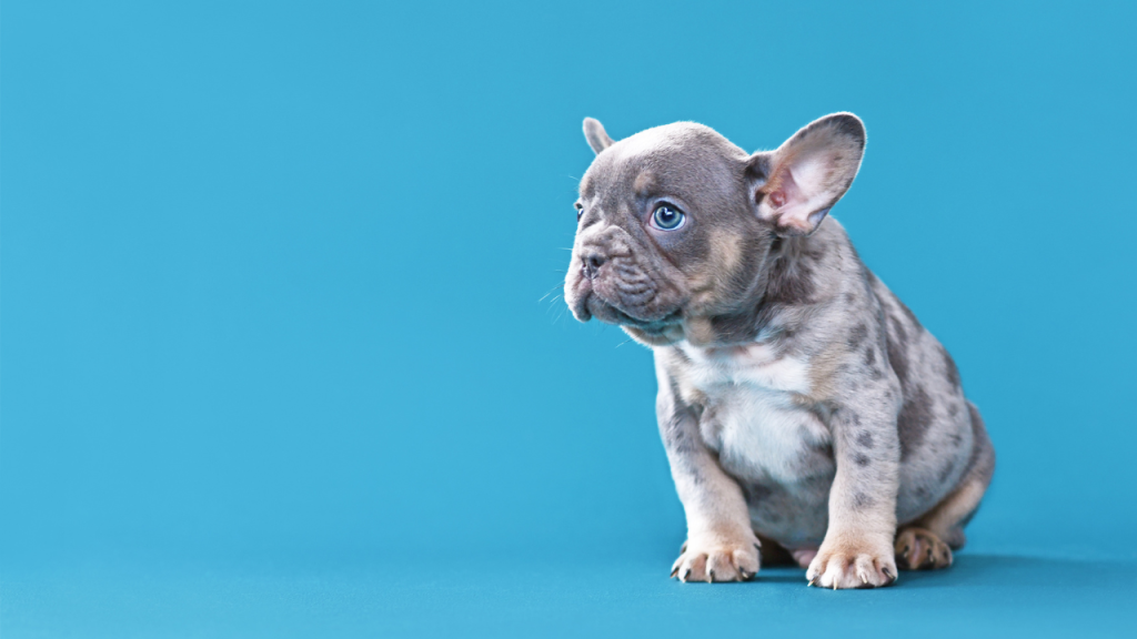 Rare Blue Merle French Bulldog - Top Frenchie