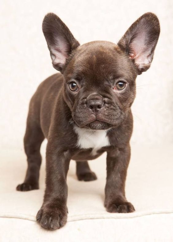 Rare Chocolate French Bulldog - Top Frenchie