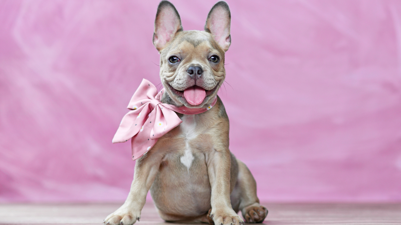 Rare Isabella French Bulldog - Top Frenchie