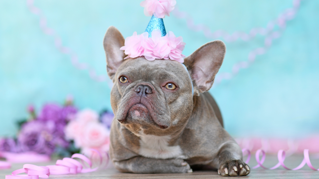 Rare Lilac French Bulldog - Top Frenchie