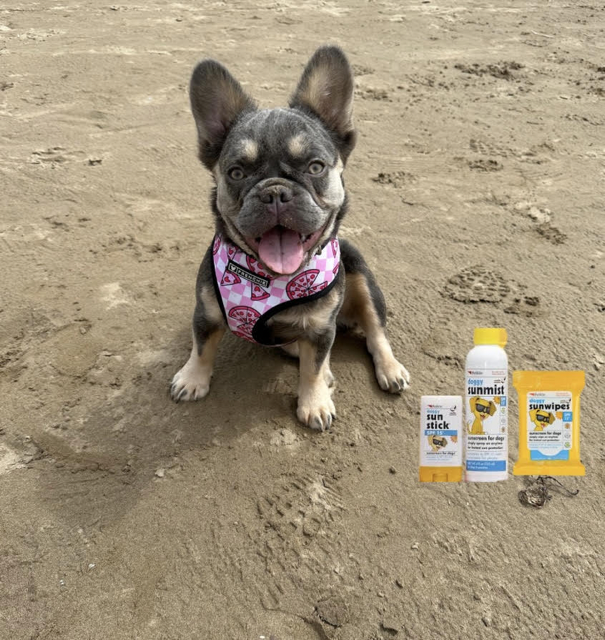 Dolcie on the beach - Top Frenchie