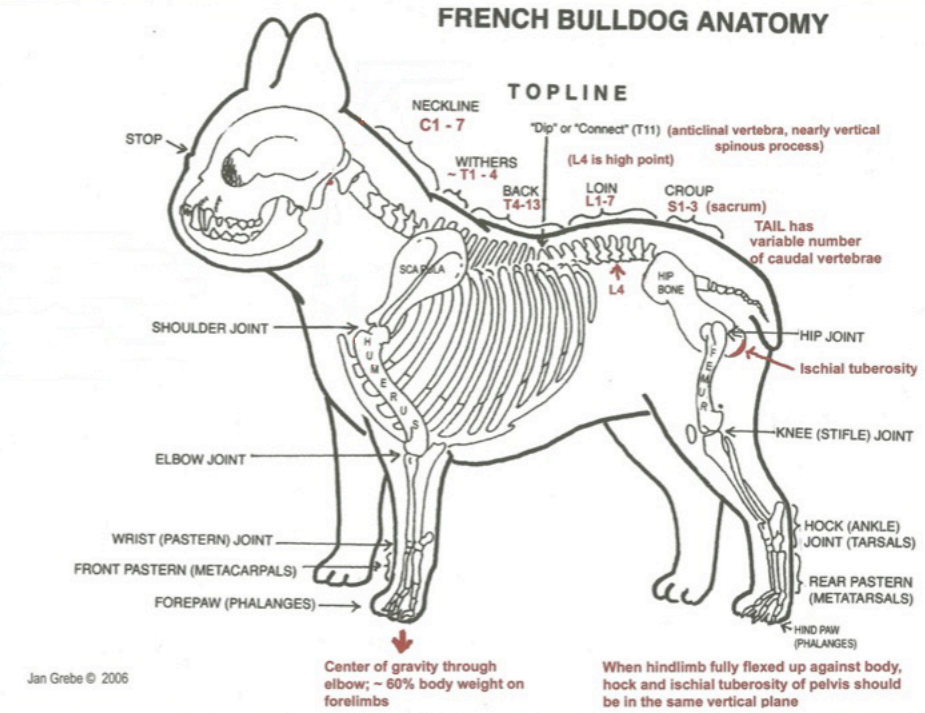 Fixing French Bulldog Back Problems (Vet Advice) French Bulldog Back Anatomy - Top Frenchie