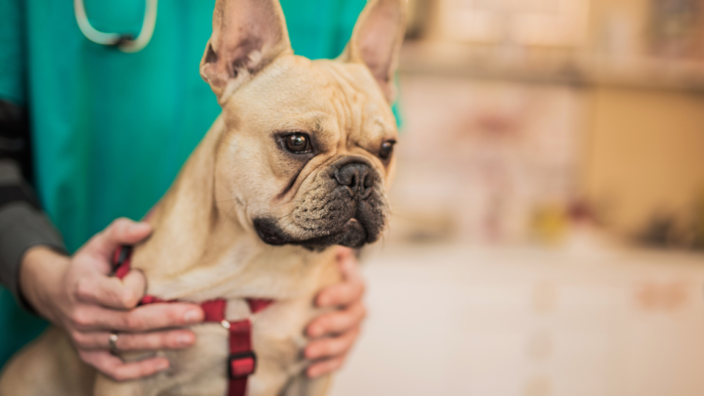 French Bulldog Back Problems Expert Vet Advice Top Frenchie 1