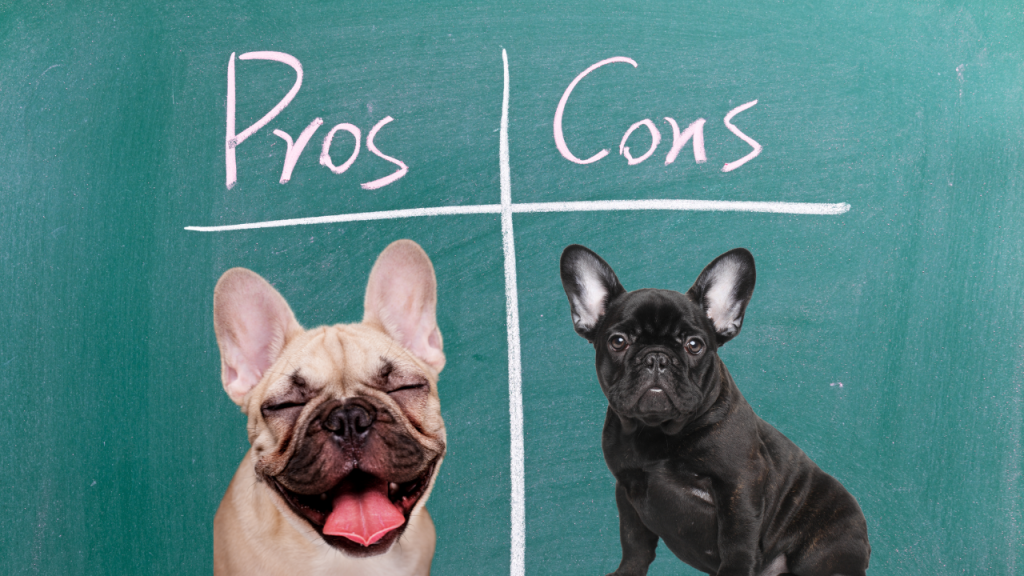 Is a Frenchie Right For You - The Pros & Cons To Consider - Top Frenchie