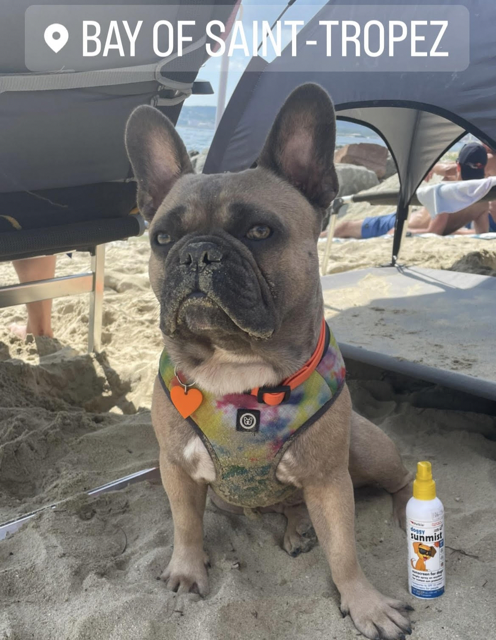 Petkin Doggy Sunwipes & Sunstick (Honest Review) Louis V at the Bay of Saint-Tropez with his Petkin Doggy Sunswipes