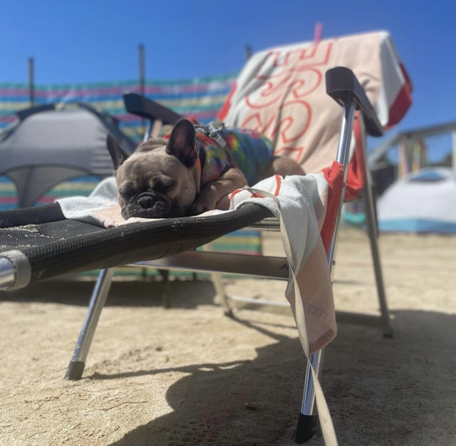 Petkin Doggy Sunwipes & Sunstick (Honest Review) Louis V lazing on the beach bed - Top Frenchie