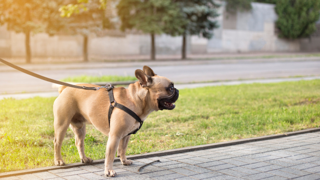 Fixing French Bulldog Back Problems (Vet Advice) Regular Exercise & Weight Management to prevent French Bulldog Back Problems - Top Frenchie