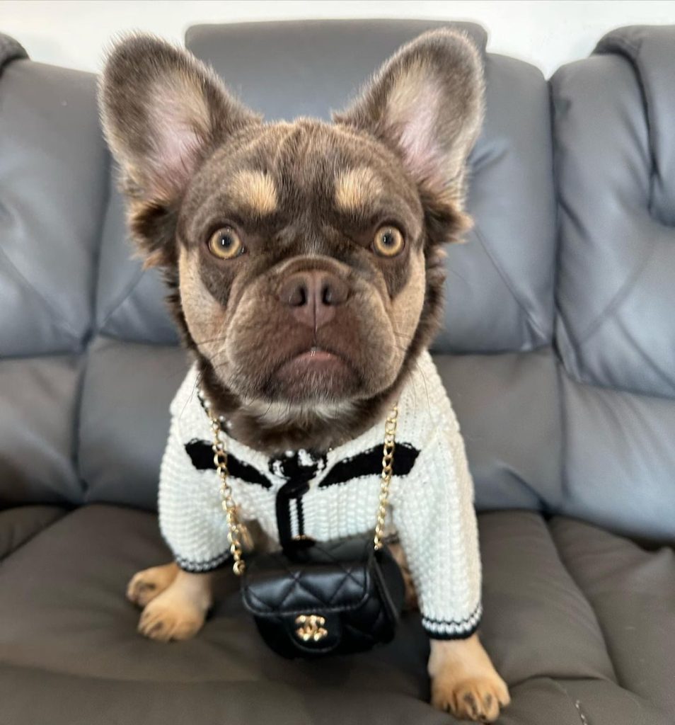 Fluffy Frenchie: Your Guide To This Adorable Breed Bouje Fluffy French Dolcie Top Frenchie